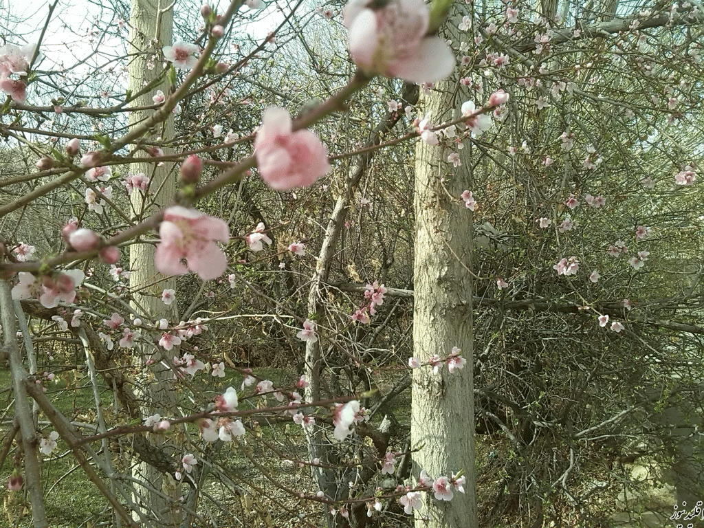 بهار-94-غنچه-درخت-آلبالو