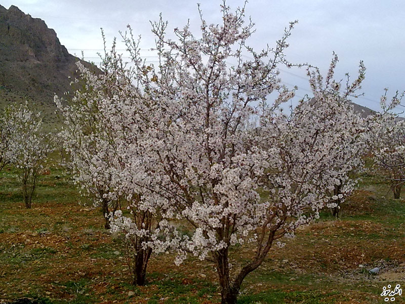 4-شکوفه-درخت-بادام-اقليد